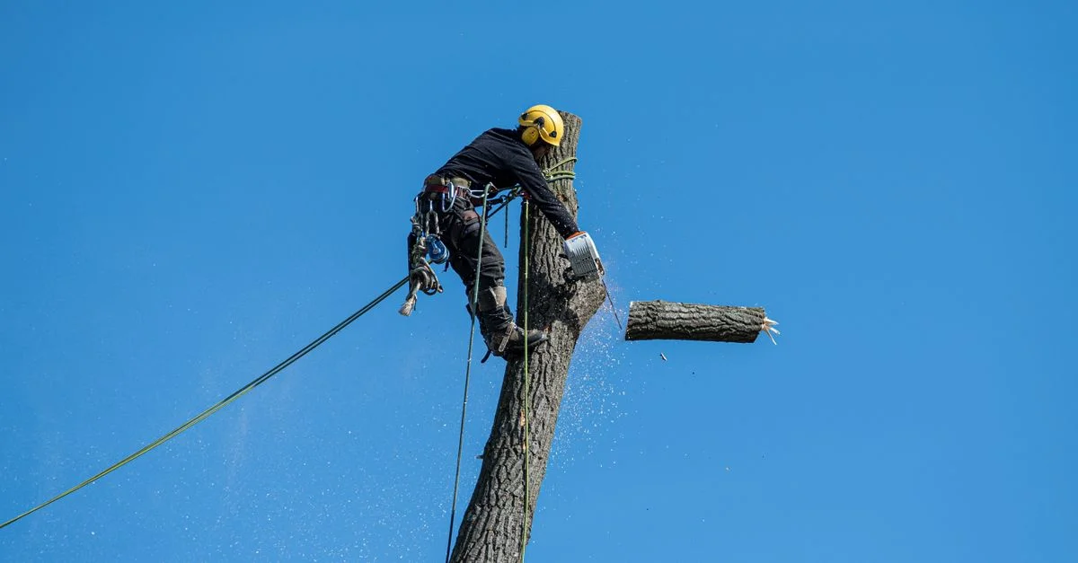Un arboriste compétent portant un équipement de sécurité coupe un arbre avec une tronçonneuse sous un ciel bleu clair.