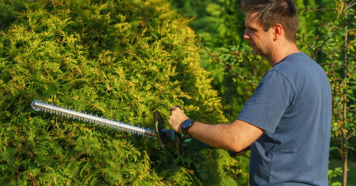 Un homme utilise un taille-haie électrique pour façonner une haie de jardin, mettant en valeur des compétences en aménagement paysager précises.