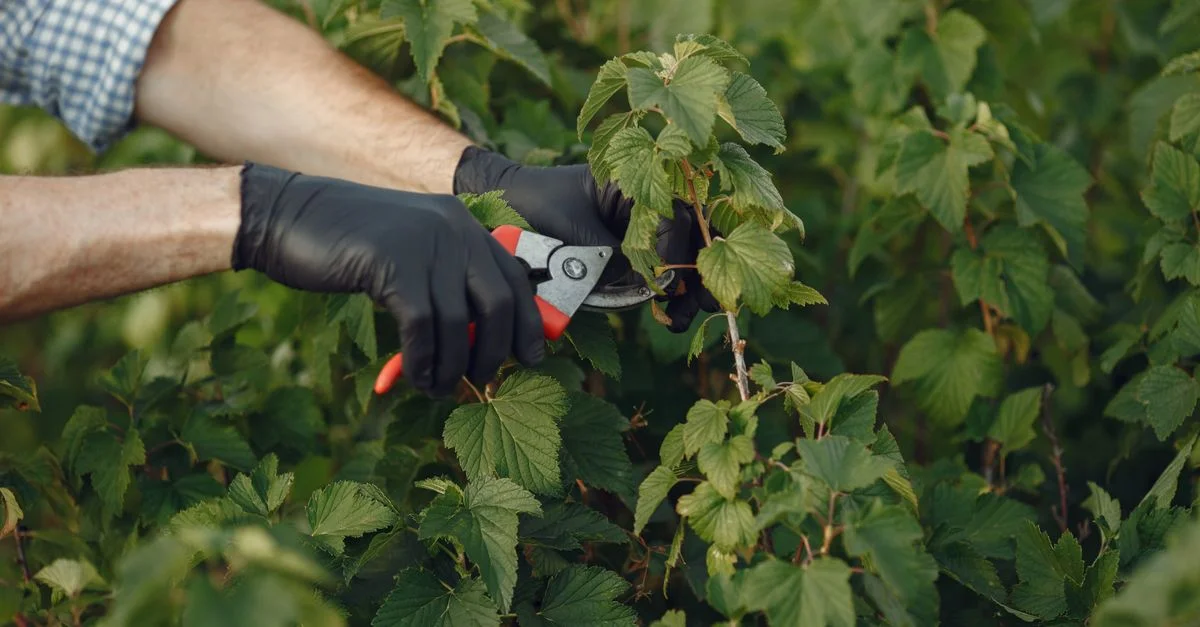 Gros plan d'un jardinier utilisant des sécateurs sur une plante verte luxuriante en extérieur.