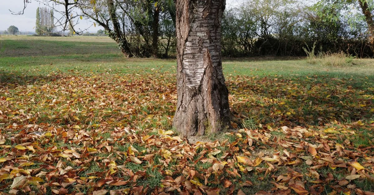 Un tronc d'arbre entouré de feuilles d'automne vibrantes dans un parc serein.