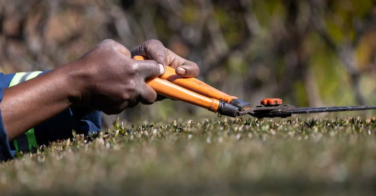 Gros plan sur les mains d'un jardinier taillant des buissons avec un sécateur orange à l'extérieur.