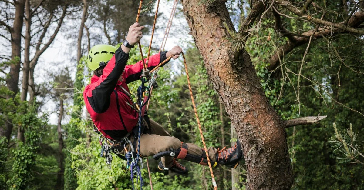 Un grimpeur s'attaque à un grand arbre en utilisant des cordes dans un cadre forestier luxuriant. Poursuite extérieure énergique et palpitante.