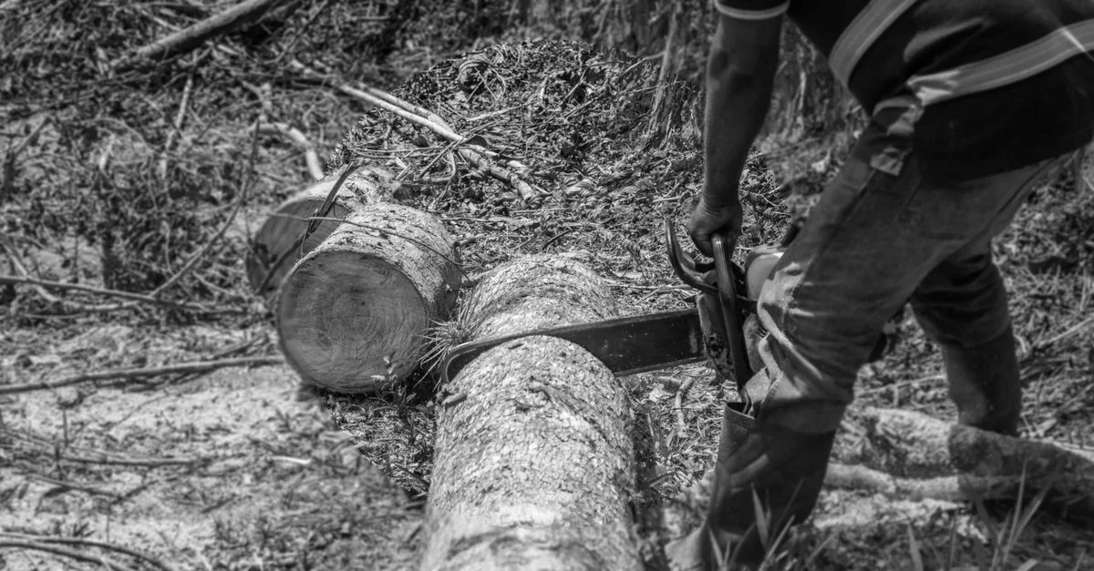 Image en noir et blanc d'un bûcheron coupant un tronc d'arbre avec une tronçonneuse dans une forêt.