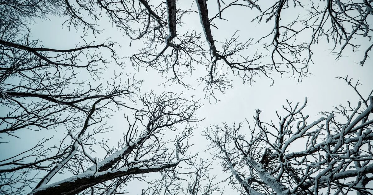 Vue des branches d'arbres défeuillés couvertes de neige de dessous par une journée d'hiver.