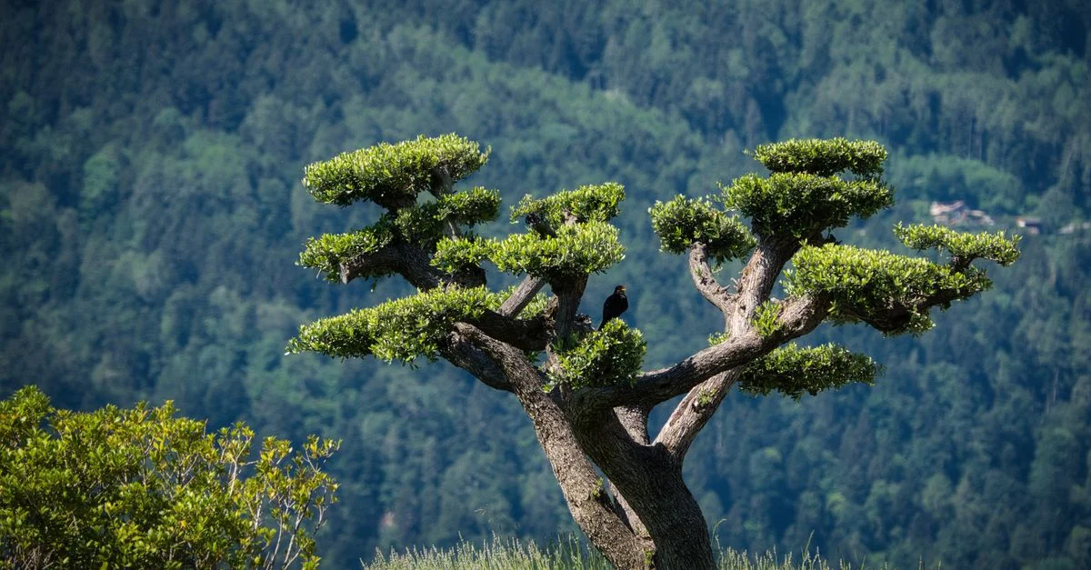 Bel arbre avec un oiseau sur fond de collines verdoyantes à Dorf Tirol, Italie.