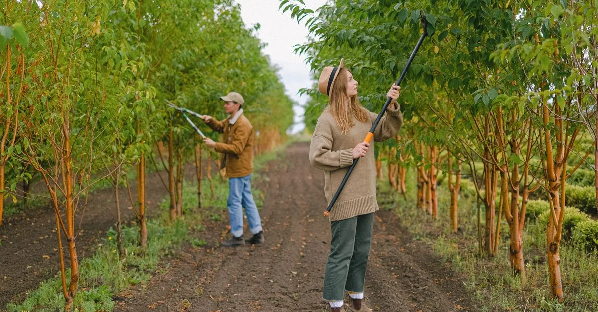Deux agriculteurs taillant des arbres dans un verger verdoyant, utilisant des coupe-branches télescopiques. Scène agricole rurale.