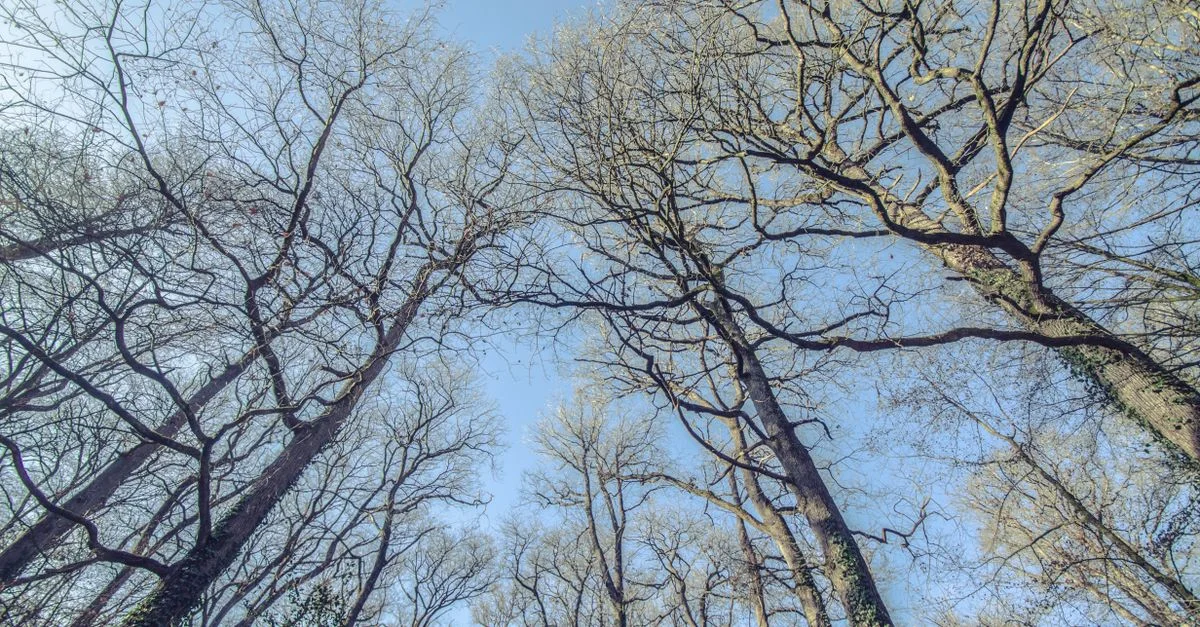 Vue en contre-plongée d'arbres forestiers sans feuilles s'élevant vers un ciel bleu clair, capturant l'essence de l'automne.