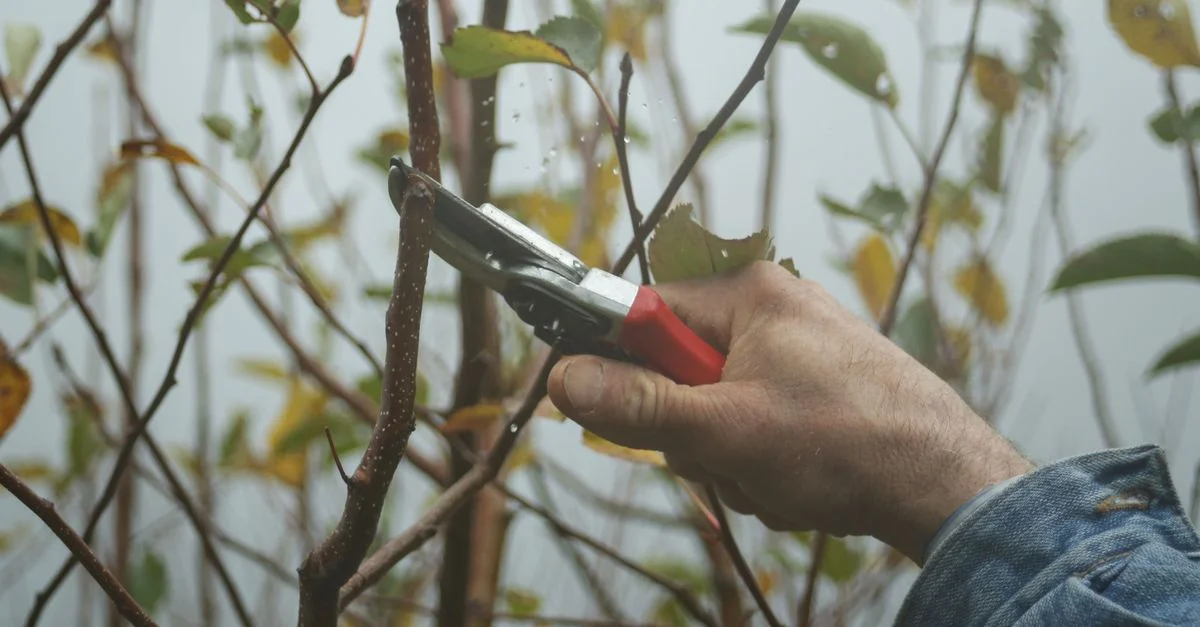 Une main de jardinier utilisant des sécateurs pour tailler des branches dans un jardin d'automne.