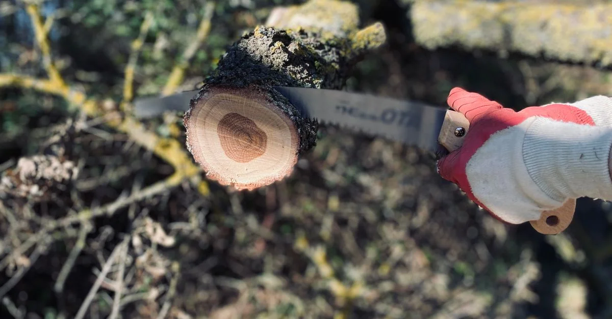 Une personne portant des gants coupe une branche d'arbre avec une scie à élaguer à l'extérieur.