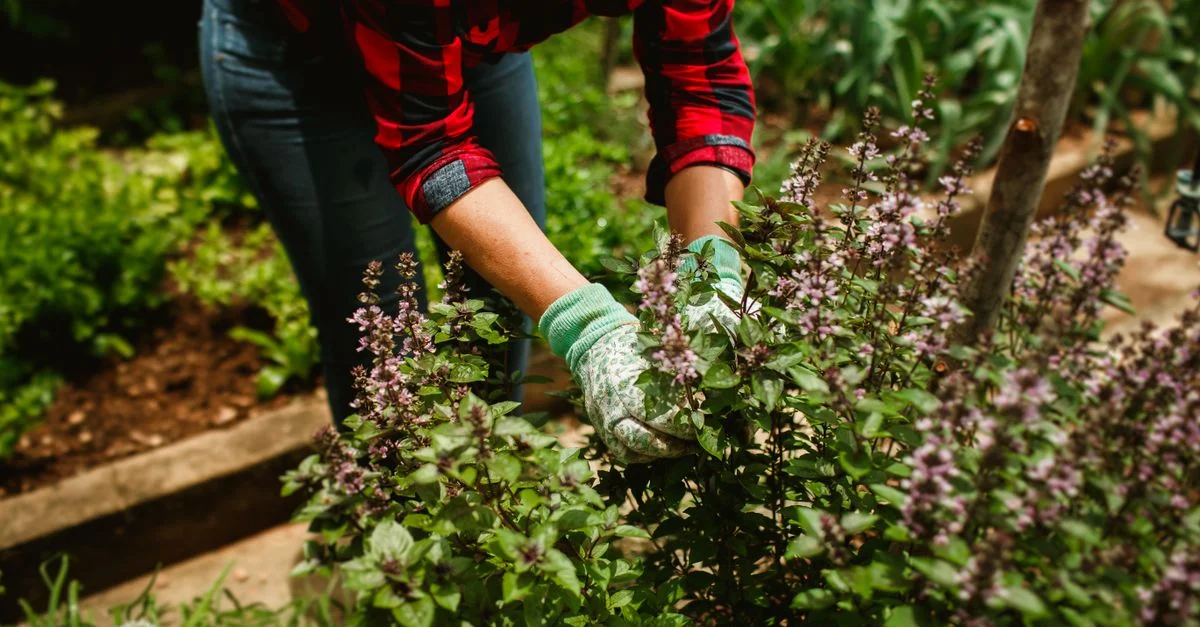 Une femme portant des gants taille des plants de basilic dans un jardin d'été luxuriant, mettant en valeur les soins horticoles.