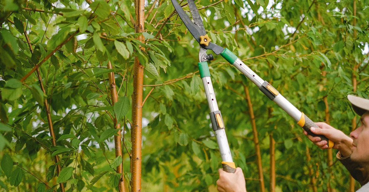 Un jardinier taille des branches d'arbre avec des sécateurs dans un cadre de verger luxuriant.