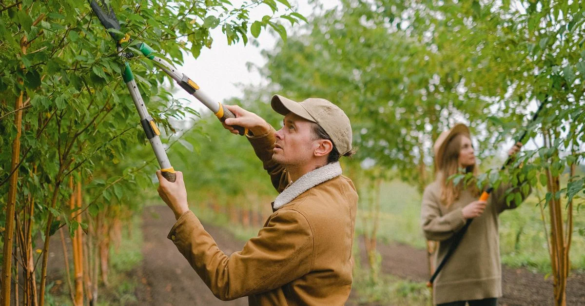 Un homme et une femme taillent des arbres dans un verger verdoyant à l'aide d'outils. Scène de travail agricole en extérieur.