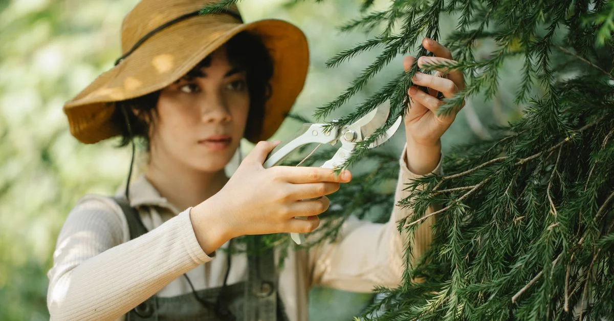 Une jeune femme portant un chapeau en paille utilise des sécateurs sur un arbre à feuilles persistantes.