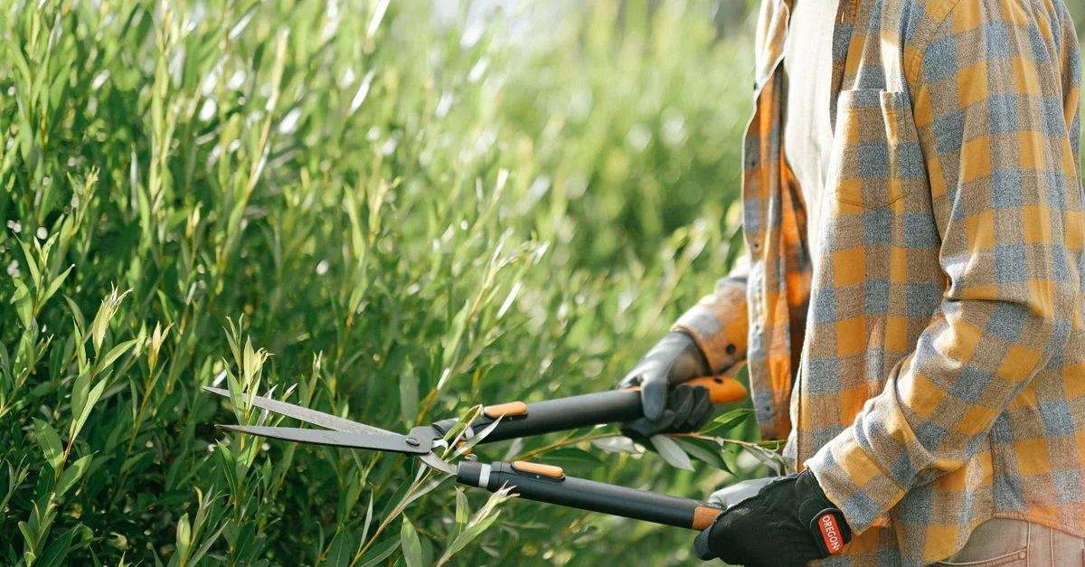 Gros plan d'un jardinier en chemise à carreaux taillant des buissons verts avec des cisailles en plein air par une journée ensoleillée.