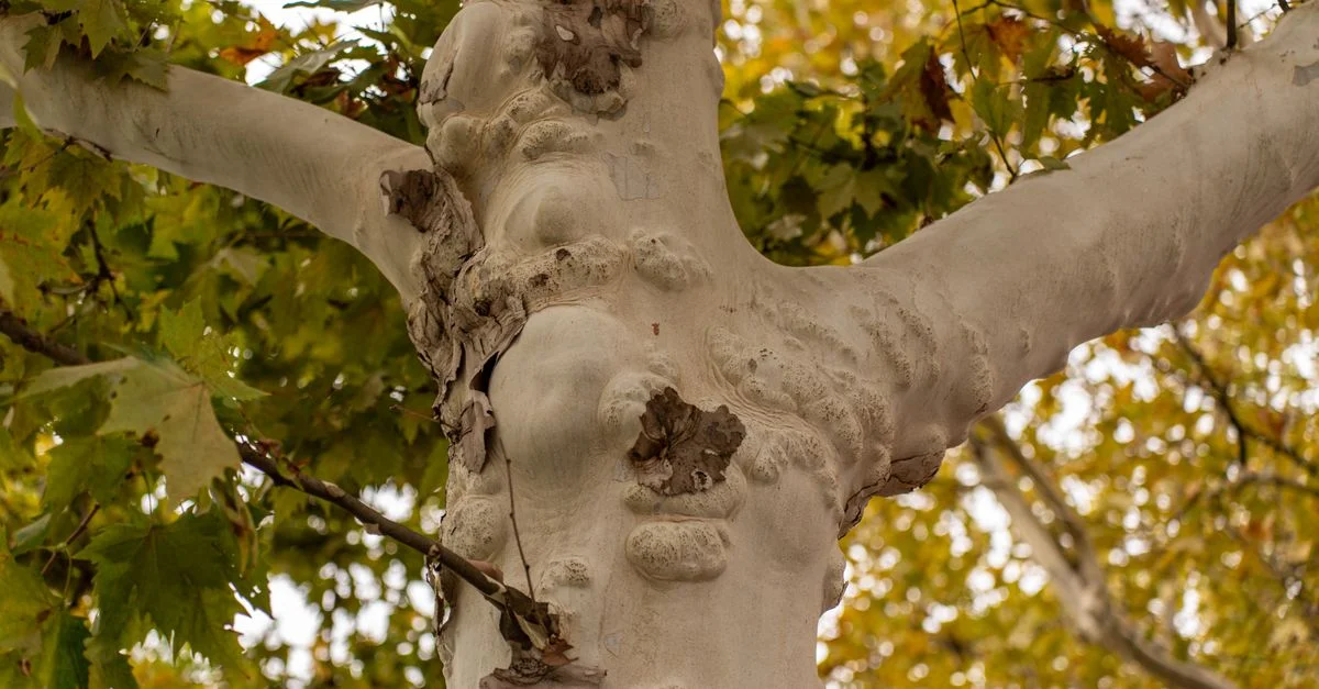 Écorce détaillée d'un platane avec des feuilles vertes luxuriantes en arrière-plan, mettant en valeur les textures de la nature.