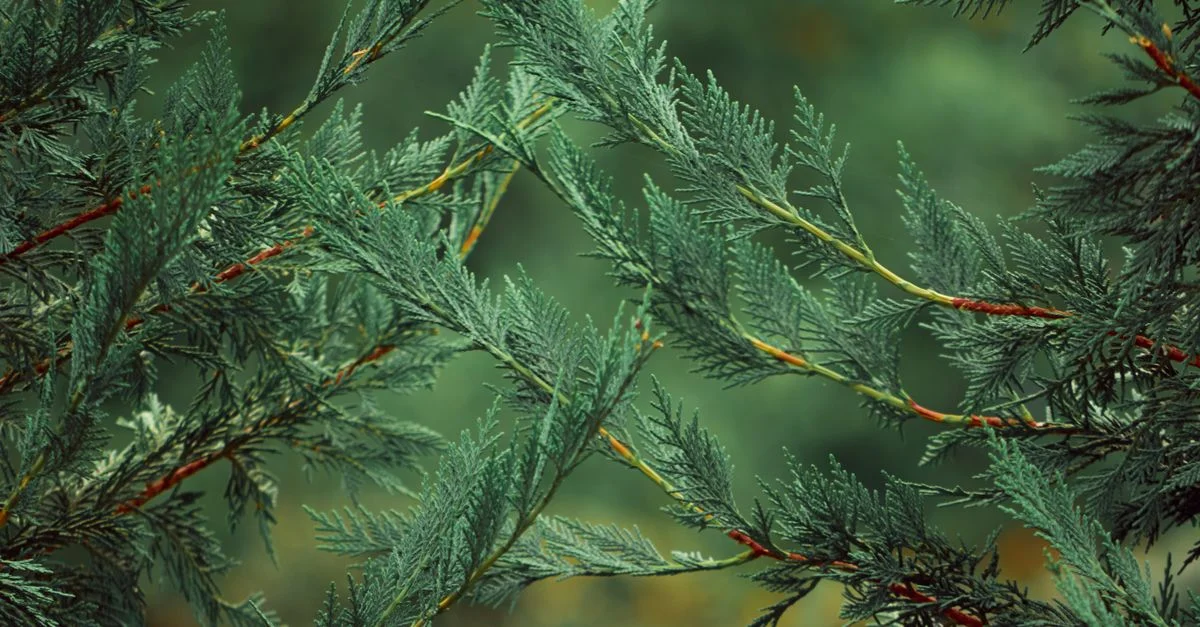 Prise de vue détaillée de branches de cyprès vertes avec des aiguilles acérées, capturant le design complexe de la nature.