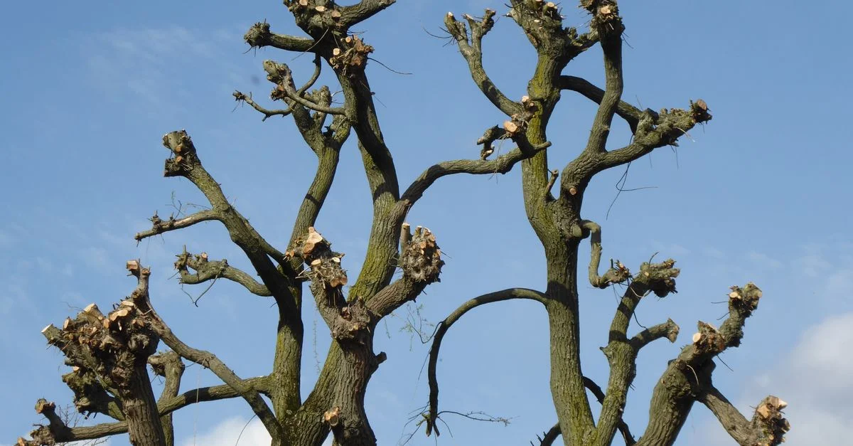 Gros plan sur des branches d'arbre fortement élaguées silhouettées contre un ciel bleu clair.