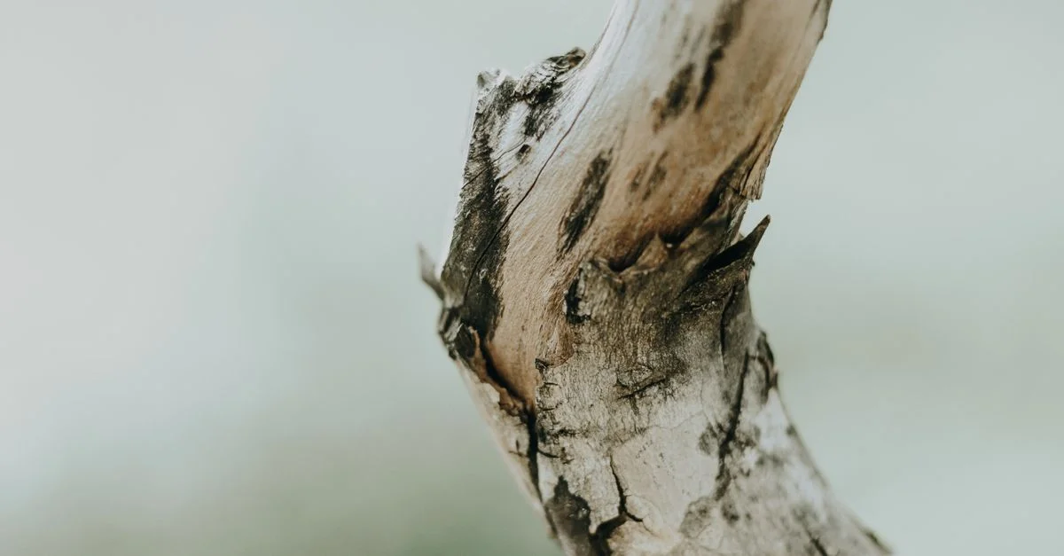 Gros plan détaillé d'une écorce d'arbre séchée montrant sa texture et ses motifs naturels.