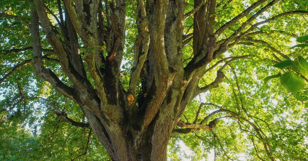 Un arbre à feuilles caduques vibrant capturé de dessous avec des feuilles vertes luxuriantes baignant dans la lumière d'été.