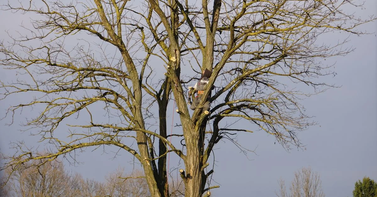 Un arboriste grimpe avec adresse à un grand arbre dénudé par une belle journée d'hiver.