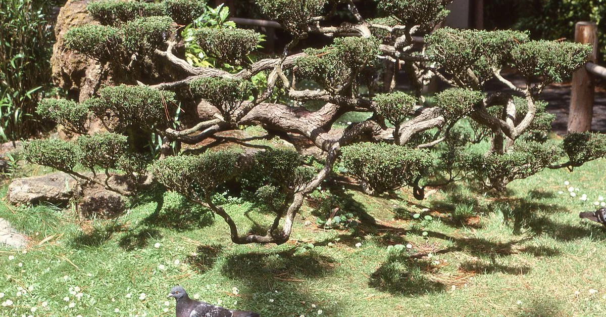 Bonsaï dans un jardin japonais avec un pigeon sur l'herbe.