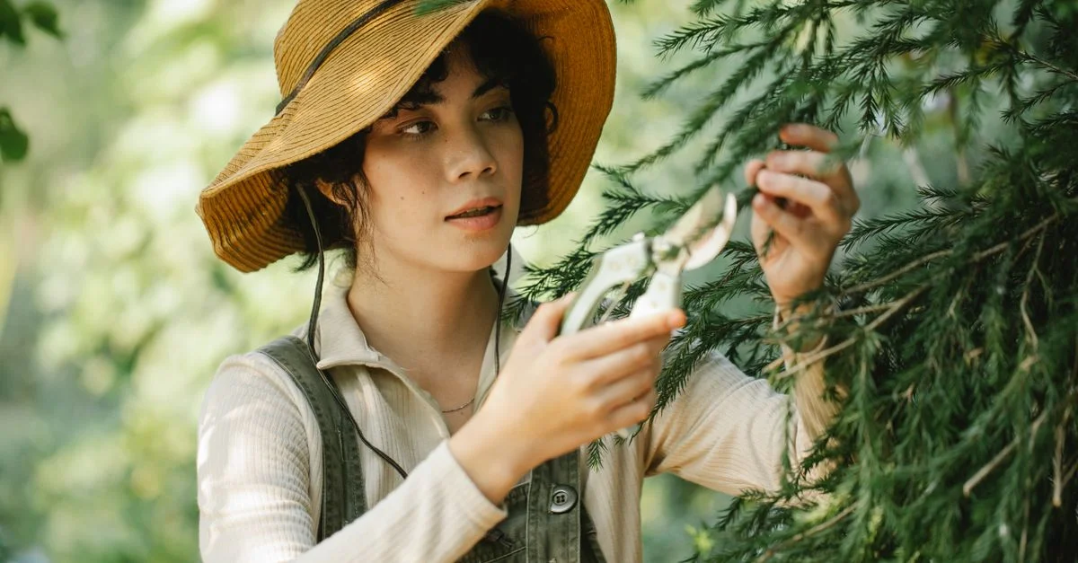 Une jeune femme portant un chapeau de paille se concentre sur la taille des branches de conifères dans un jardin ensoleillé.