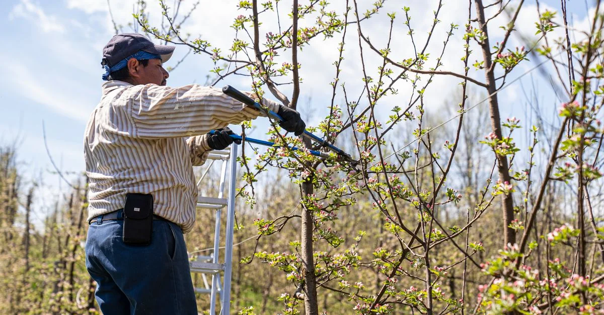 Un agriculteur taille des branches d'arbres avec des cisailles dans un verger ensoleillé, signifiant le soin printanier.
