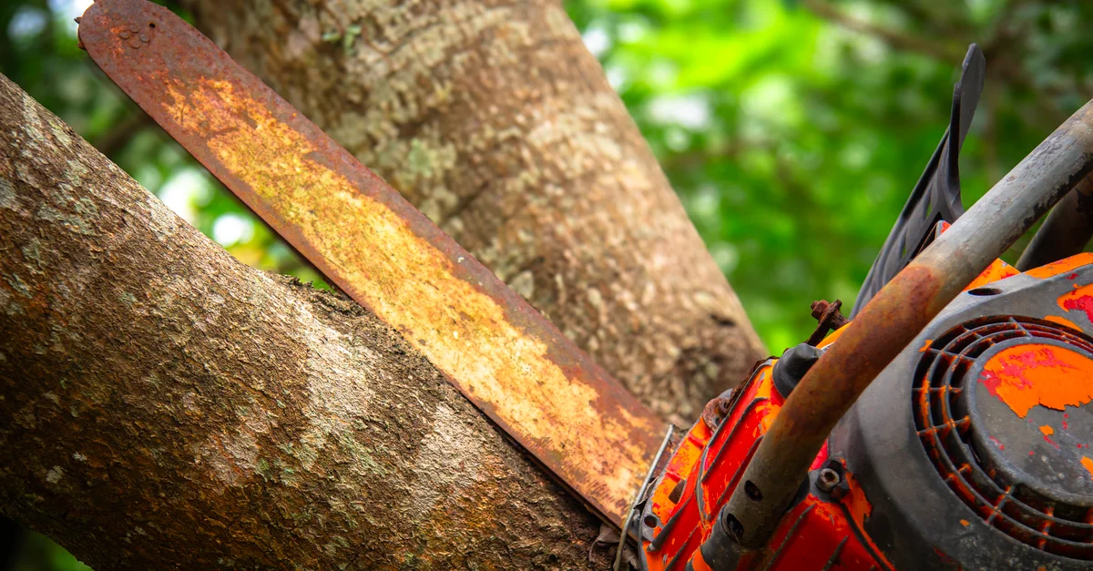 Gros plan d'une tronçonneuse rouillée coupant un tronc d'arbre dans un décor forestier. Couleurs vives et textures détaillées.