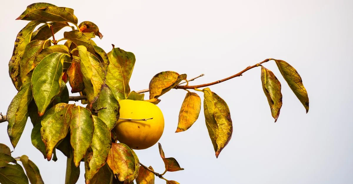 Un kaki jaune croquant suspendu à une branche d'arbre d'automne aux feuilles éclatantes.