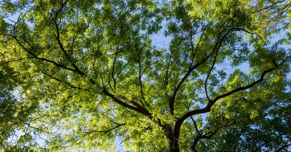 Une canopée d'arbres luxuriante au feuillage vert s'étend sur un ciel bleu limpide, offrant un panorama naturel serein.