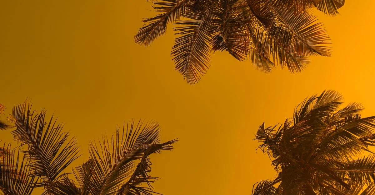 Vue en contre-plongée des feuilles de palmier contre un ciel vibrant de coucher de soleil jaune, évoquant une ambiance estivale tropicale.