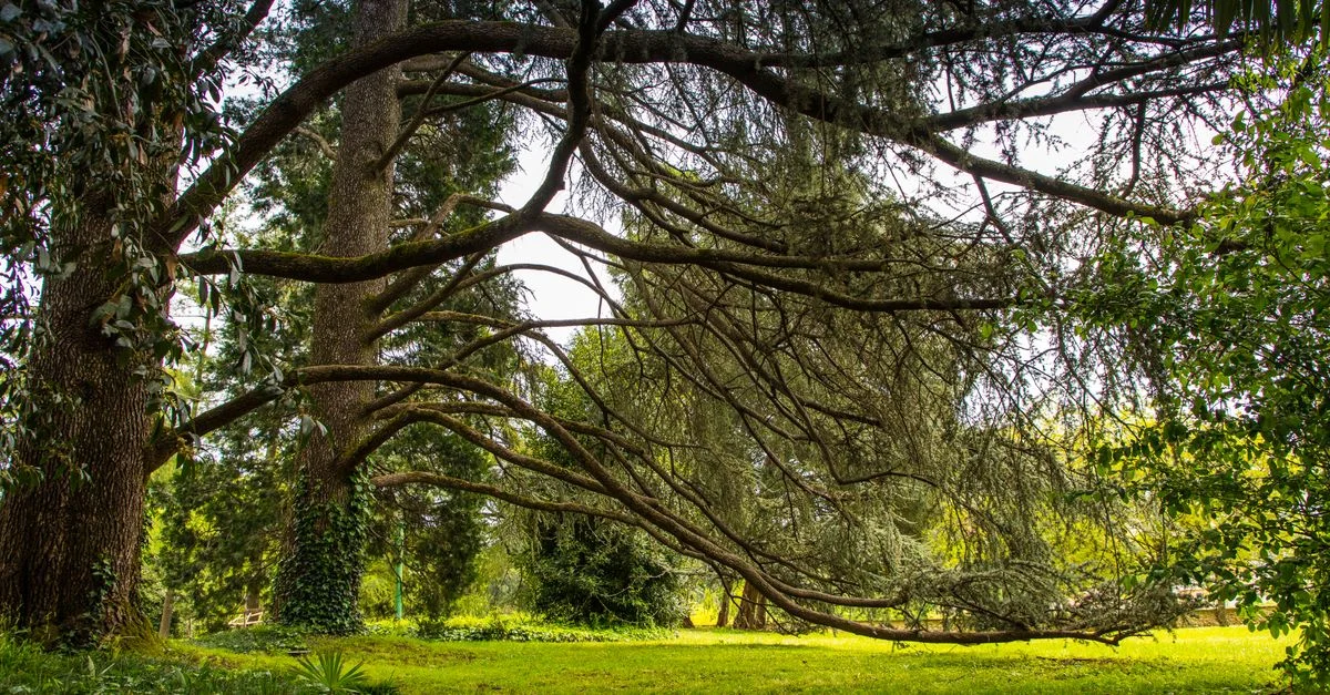 Scène extérieure sereine de verdure luxuriante et de branches d'arbre étalées en Lombardie, Italie.