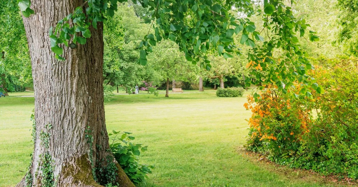Un parc paisible avec un grand arbre, une végétation luxuriante et une pelouse dégagée.