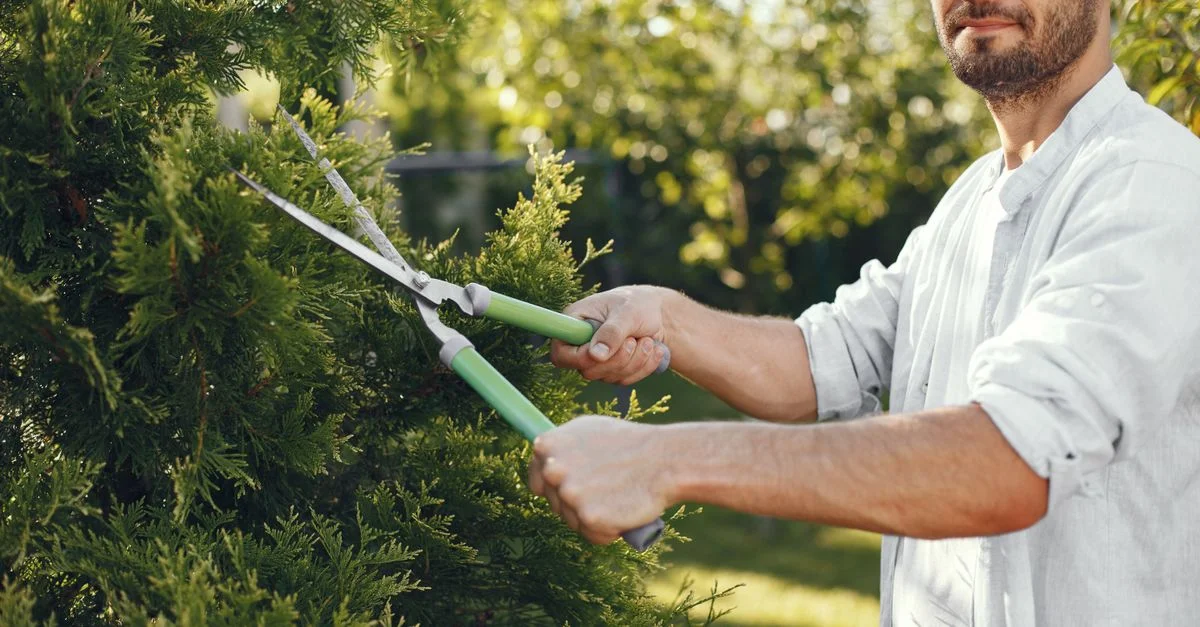 Homme utilisant des sécateurs pour couper des branches dans un jardin verdoyant en plein jour.