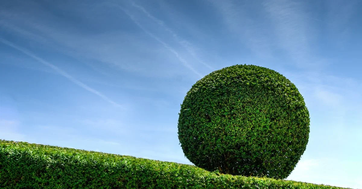 Une haie en forme de sphère bien entretenue sous un ciel bleu vif, mettant en valeur l'art de jardin.