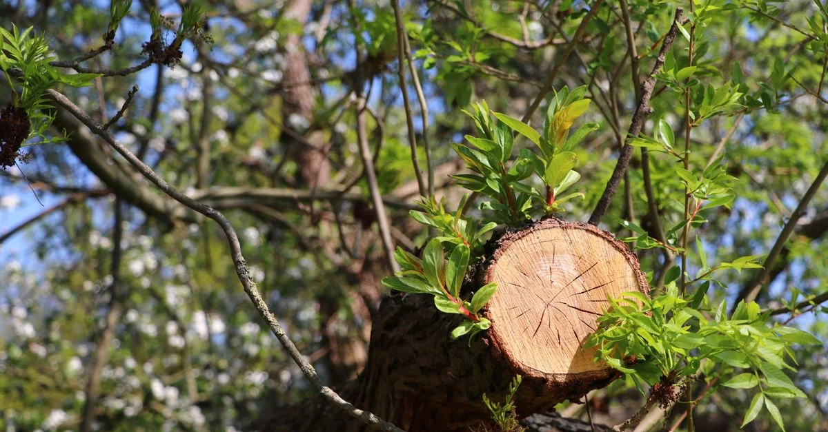Des feuilles vertes vibrantes émergent d'une branche d'arbre fraîchement coupée dans un cadre naturel en plein air.