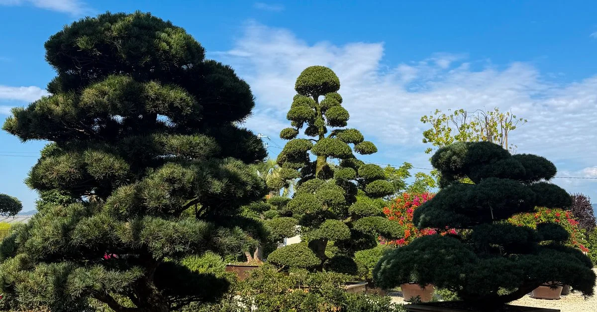 De magnifiques arbres topiaires, aux formes complexes, ornent un jardin ensoleillé sous un ciel d'un bleu limpide.