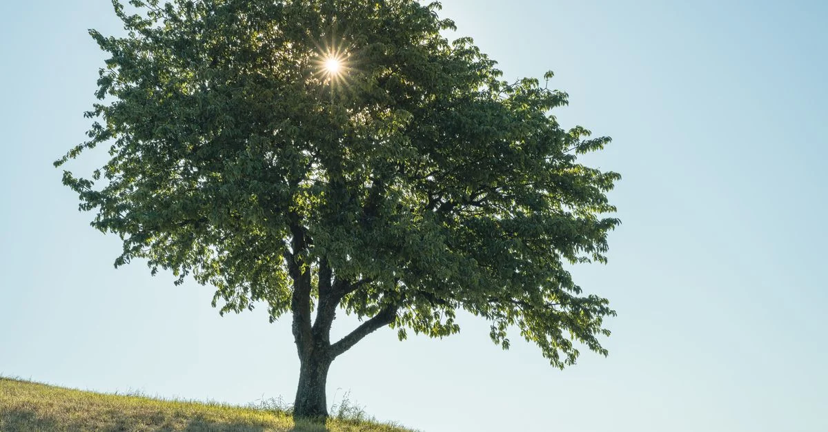 Un arbre solitaire avec la lumière du soleil filtrant à travers les feuilles sur une colline herbeuse sous un ciel bleu.