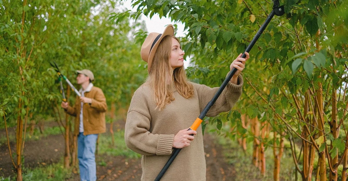 Deux agriculteurs taillant des arbres dans un verger, mettant en avant le travail d'équipe et l'agriculture.