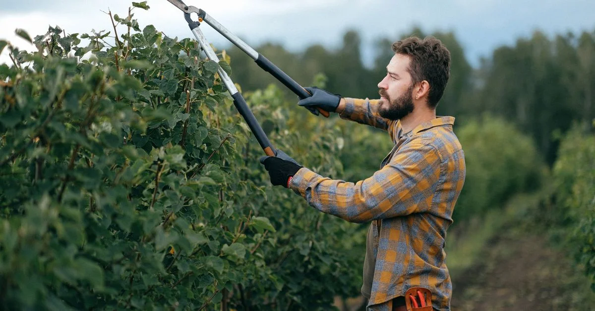 Jardinier utilisant de grands ciseaux pour tailler les plantes dans un jardin extérieur.