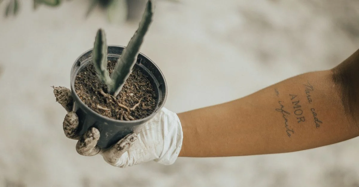 Une personne portant des gants tient un cactus en pot, montrant un tatouage sur son bras.