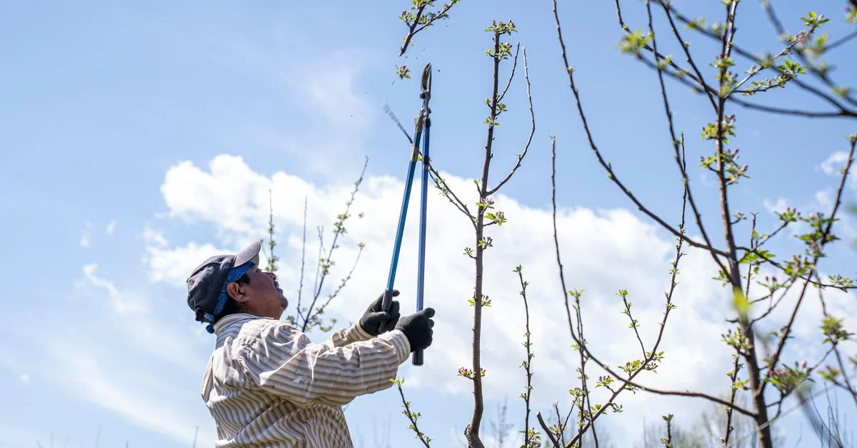 Un homme taille des branches d'arbre sous un ciel bleu clair, mettant en avant l'entretien printanier.